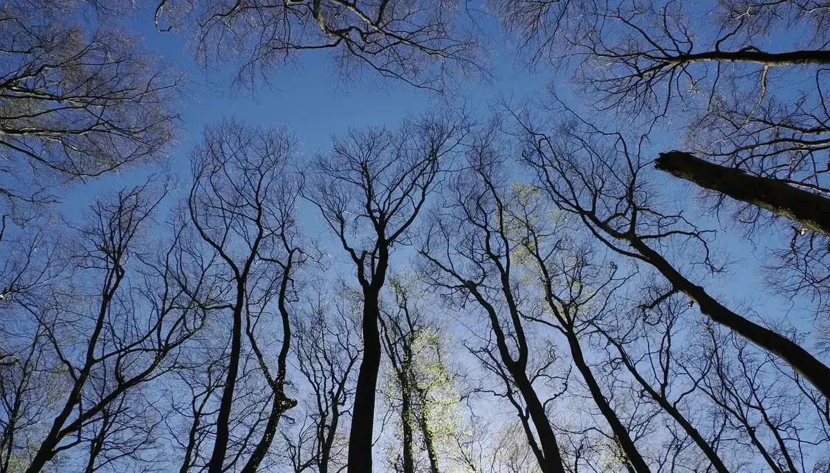 Wald | © Markus Golletz