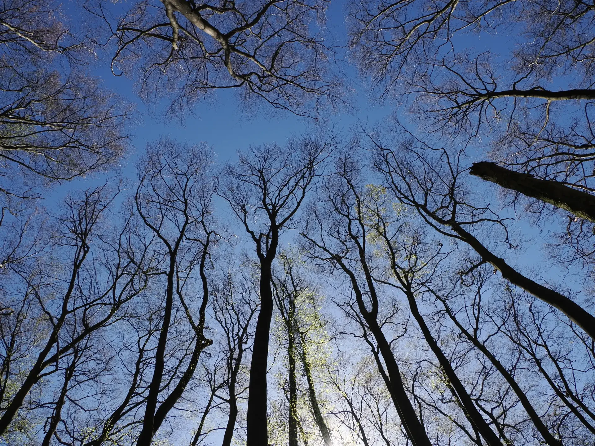 Wald | © Markus Golletz